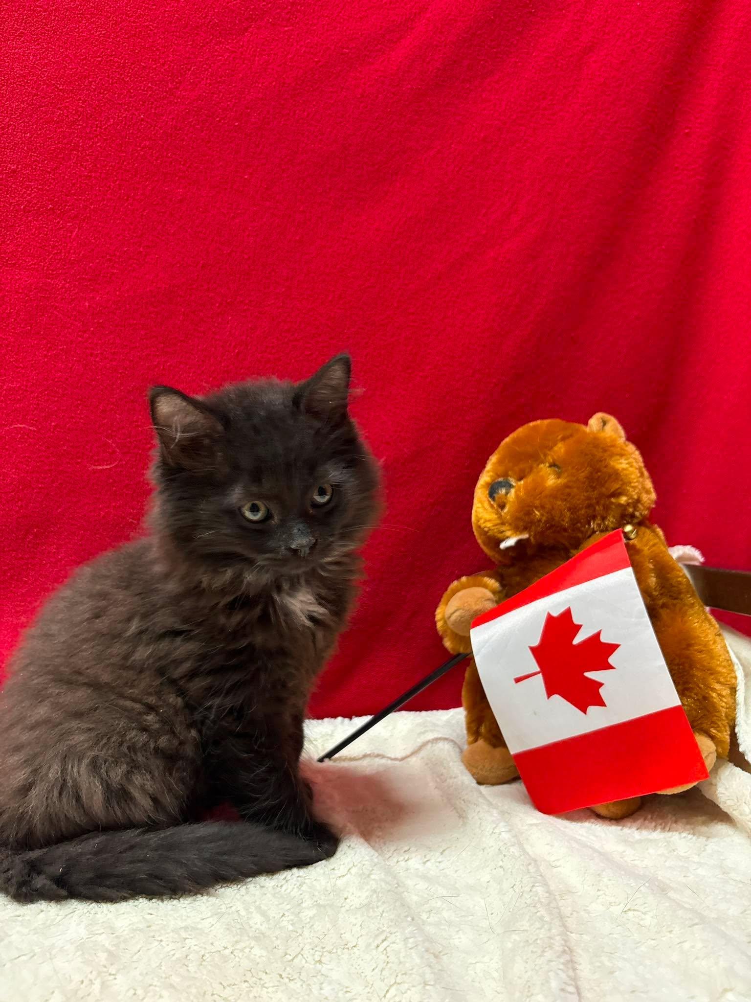 ANDREW, an adopted Domestic Short Hair in Tillsonburg, ON image 3/6
