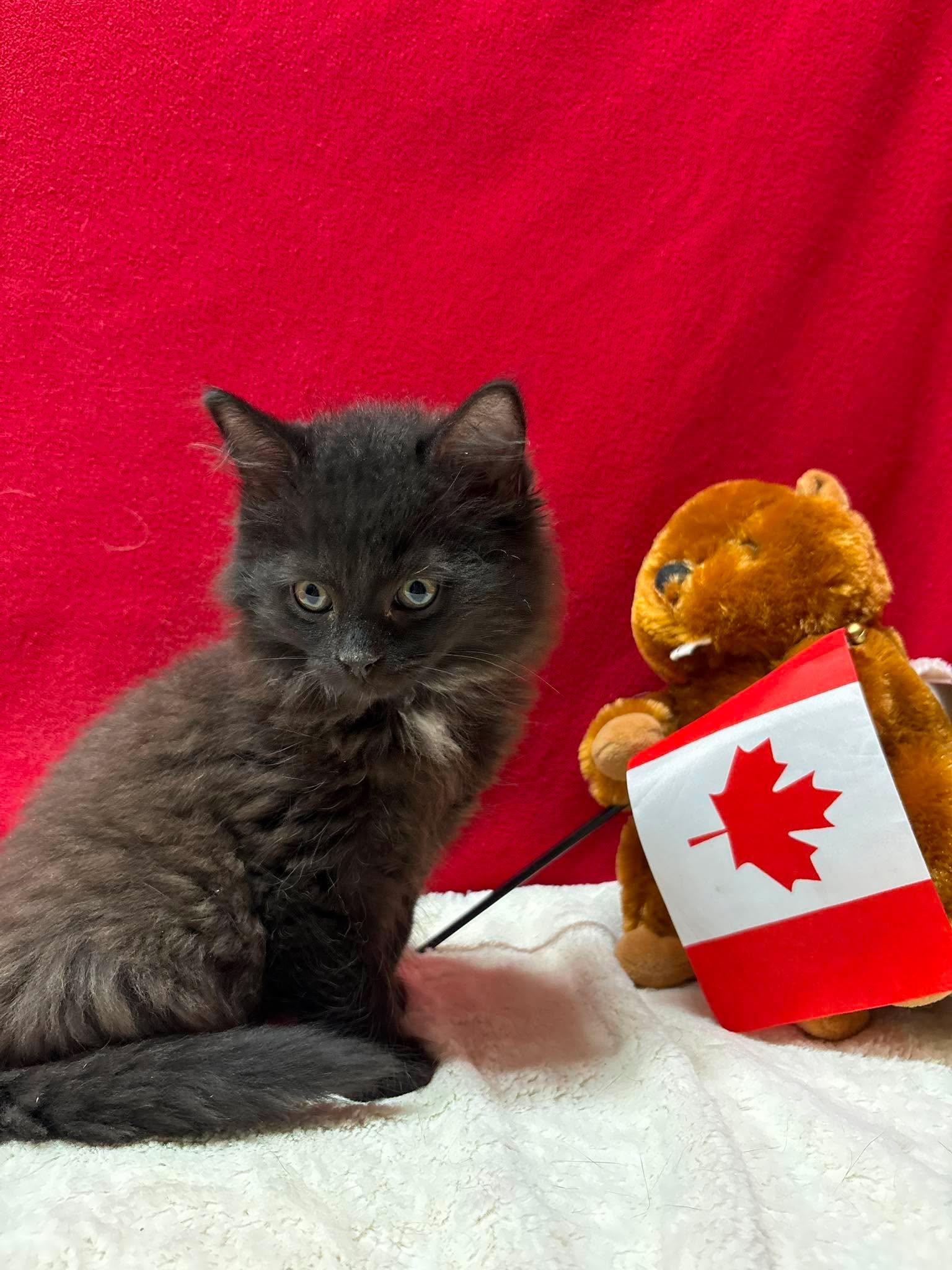 ANDREW, an adopted Domestic Short Hair in Tillsonburg, ON image 2/6