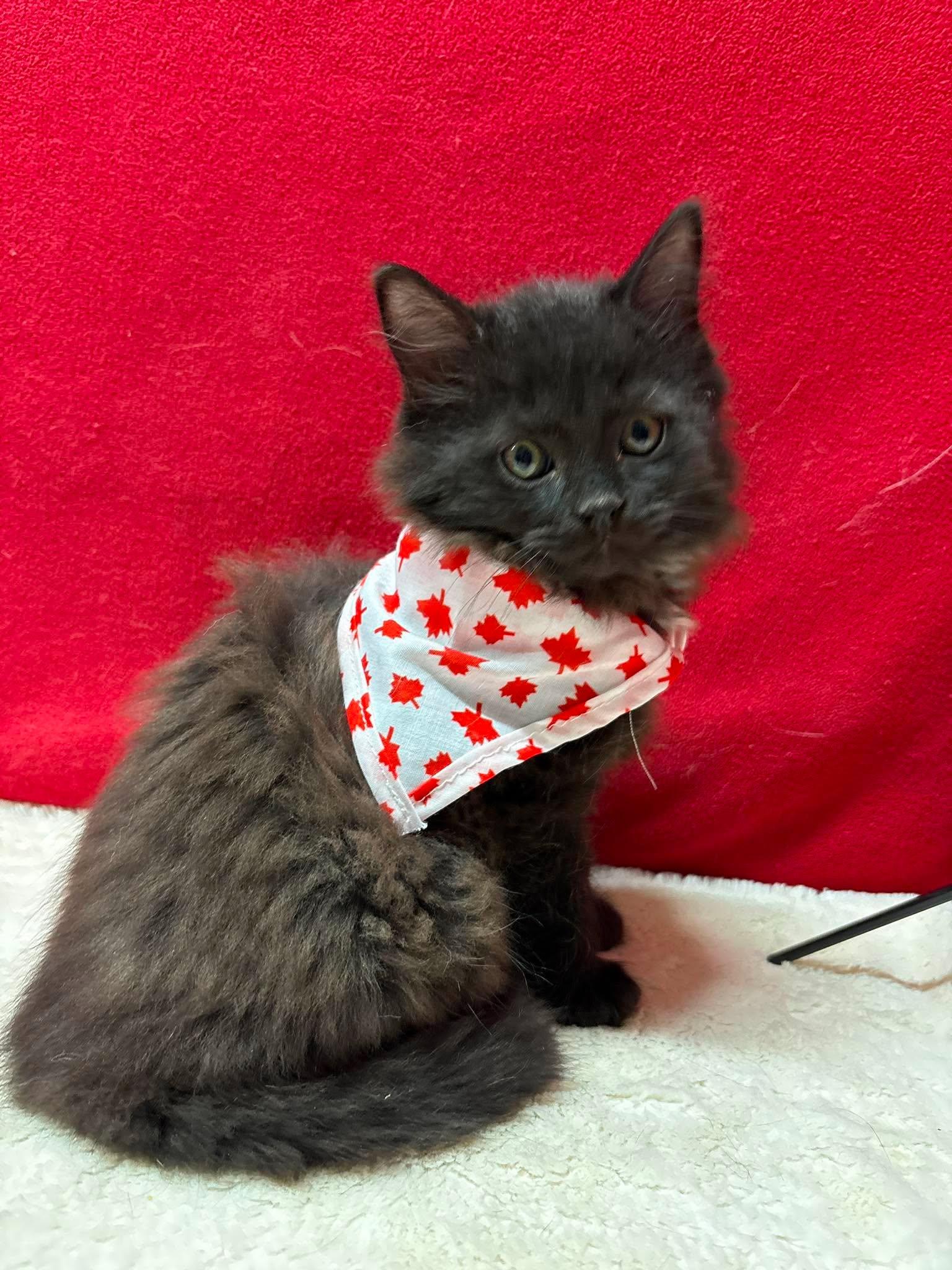 ANDREW, an adopted Domestic Short Hair in Tillsonburg, ON image 1/6