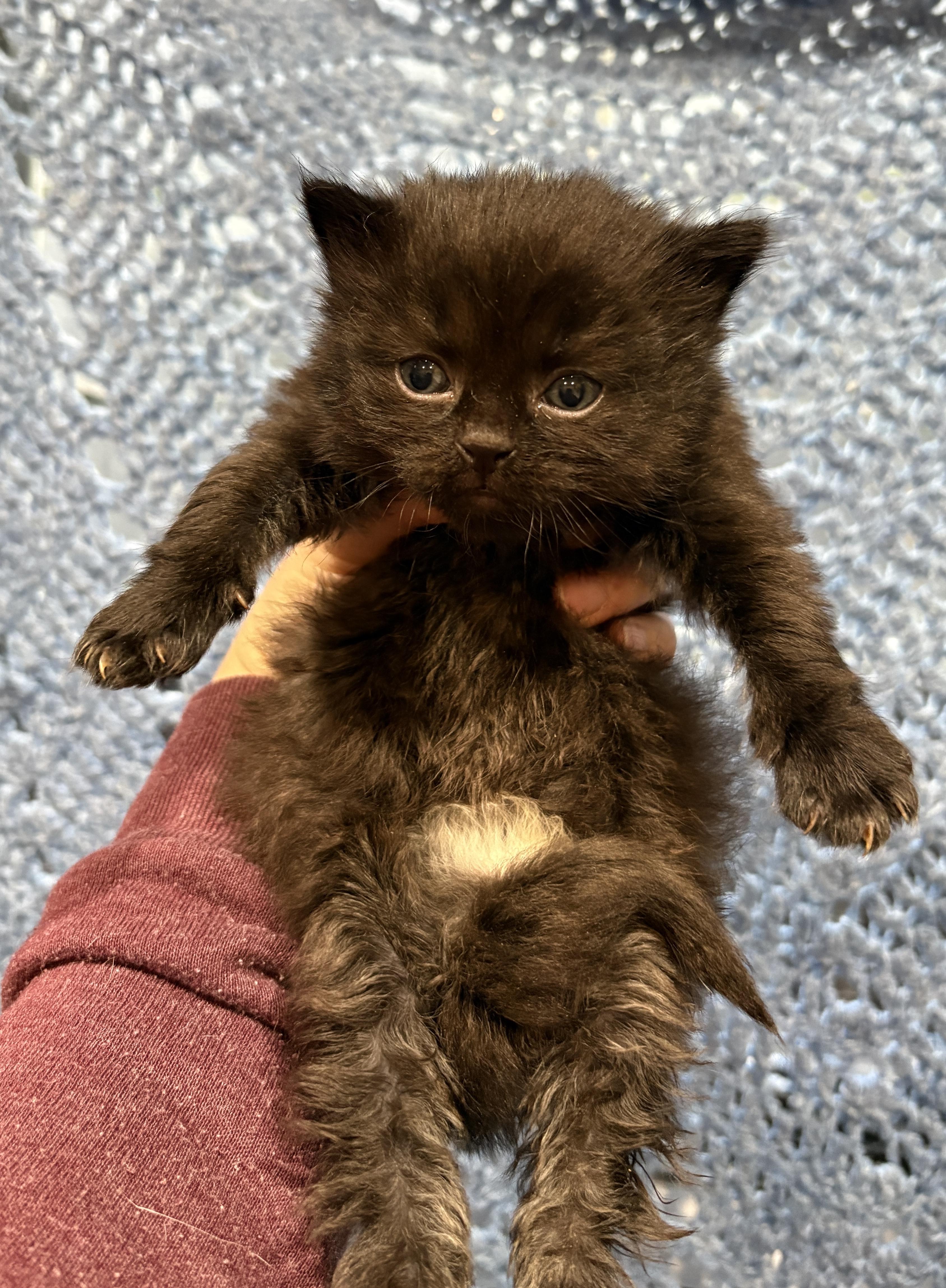 ANDREW, an adopted Domestic Short Hair in Tillsonburg, ON image 4/6
