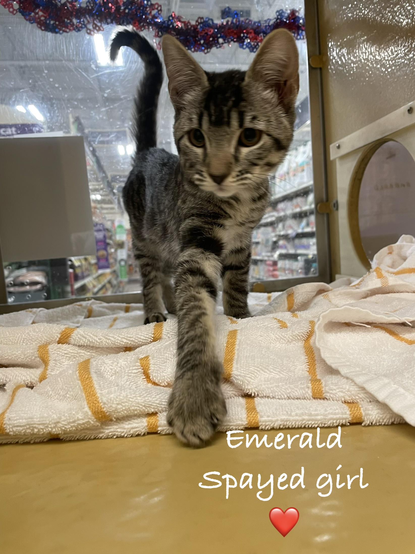Emerald, adopted, Kitten Female Domestic Short Hair.