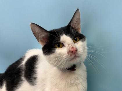 Edo, Adoptable, Young Male Domestic Short Hair & Domestic Short Hair.
