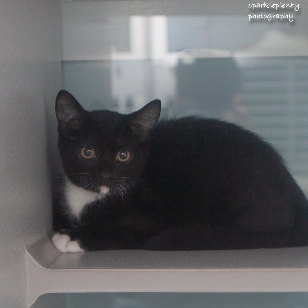 Due, an adopted Domestic Short Hair in Ridgefield, CT image 1/2