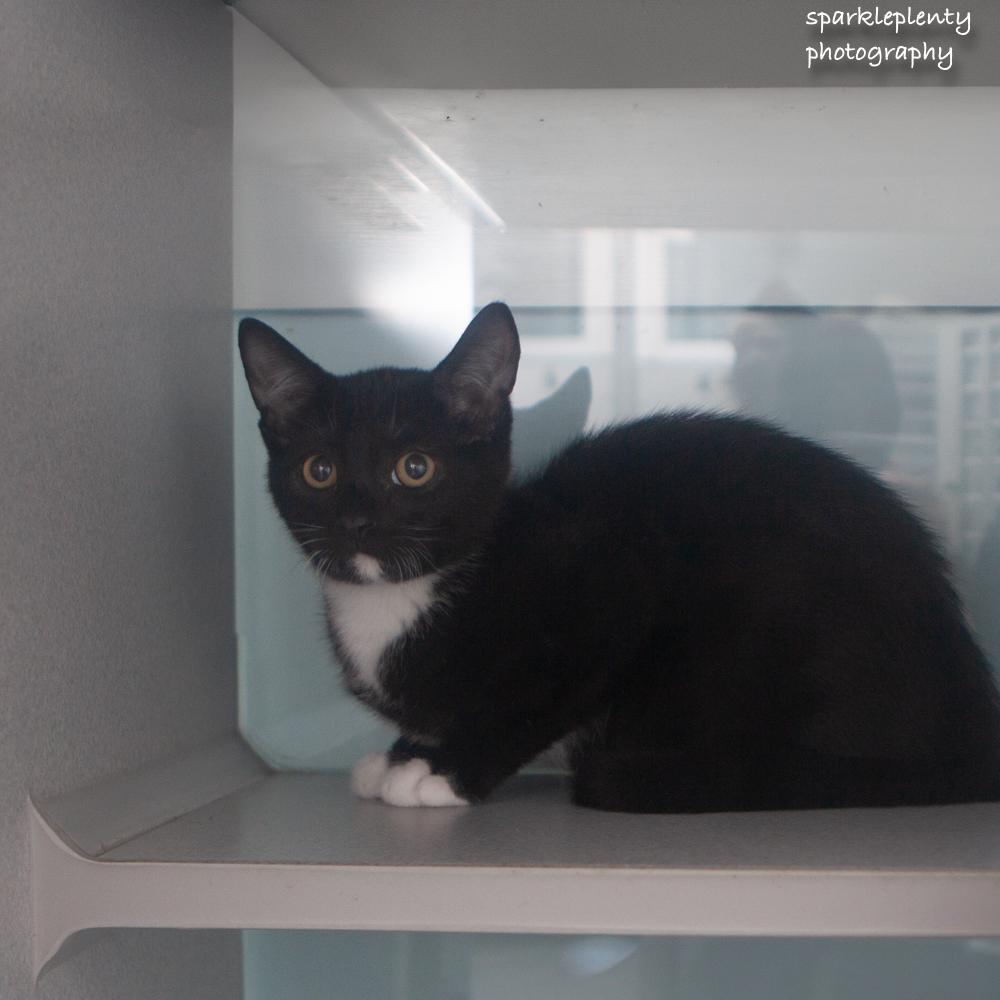Due, an adopted Domestic Short Hair in Ridgefield, CT image 2/2