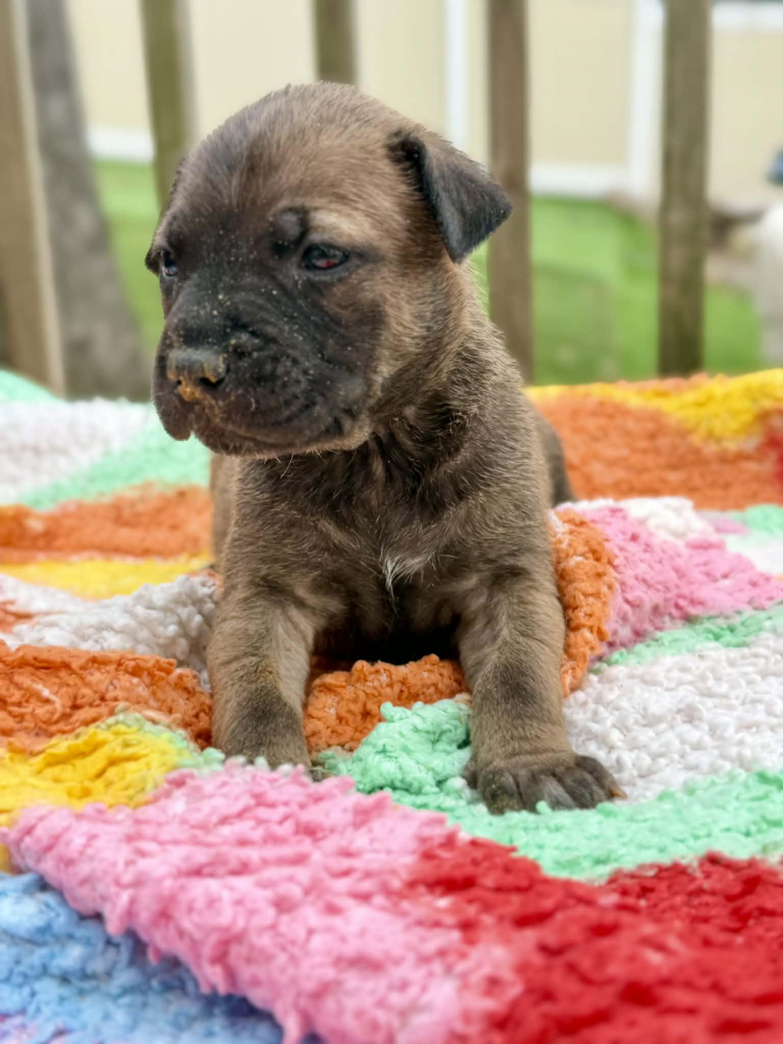 Enlarge Saffron , a ADOPTABLE mixed breed in Levittown, NY image 5/5