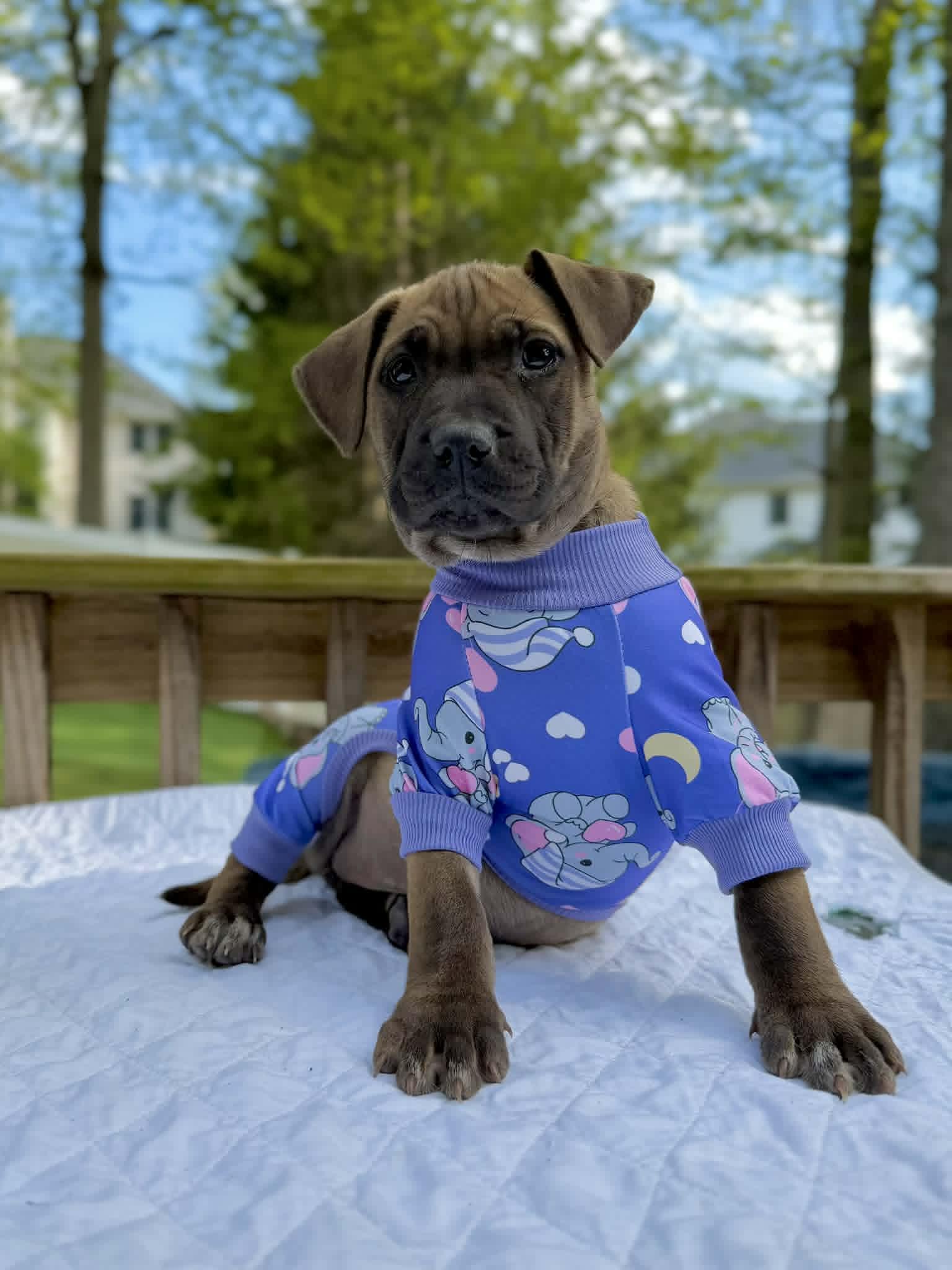 Enlarge Saffron , a ADOPTABLE mixed breed in Levittown, NY image 1/5