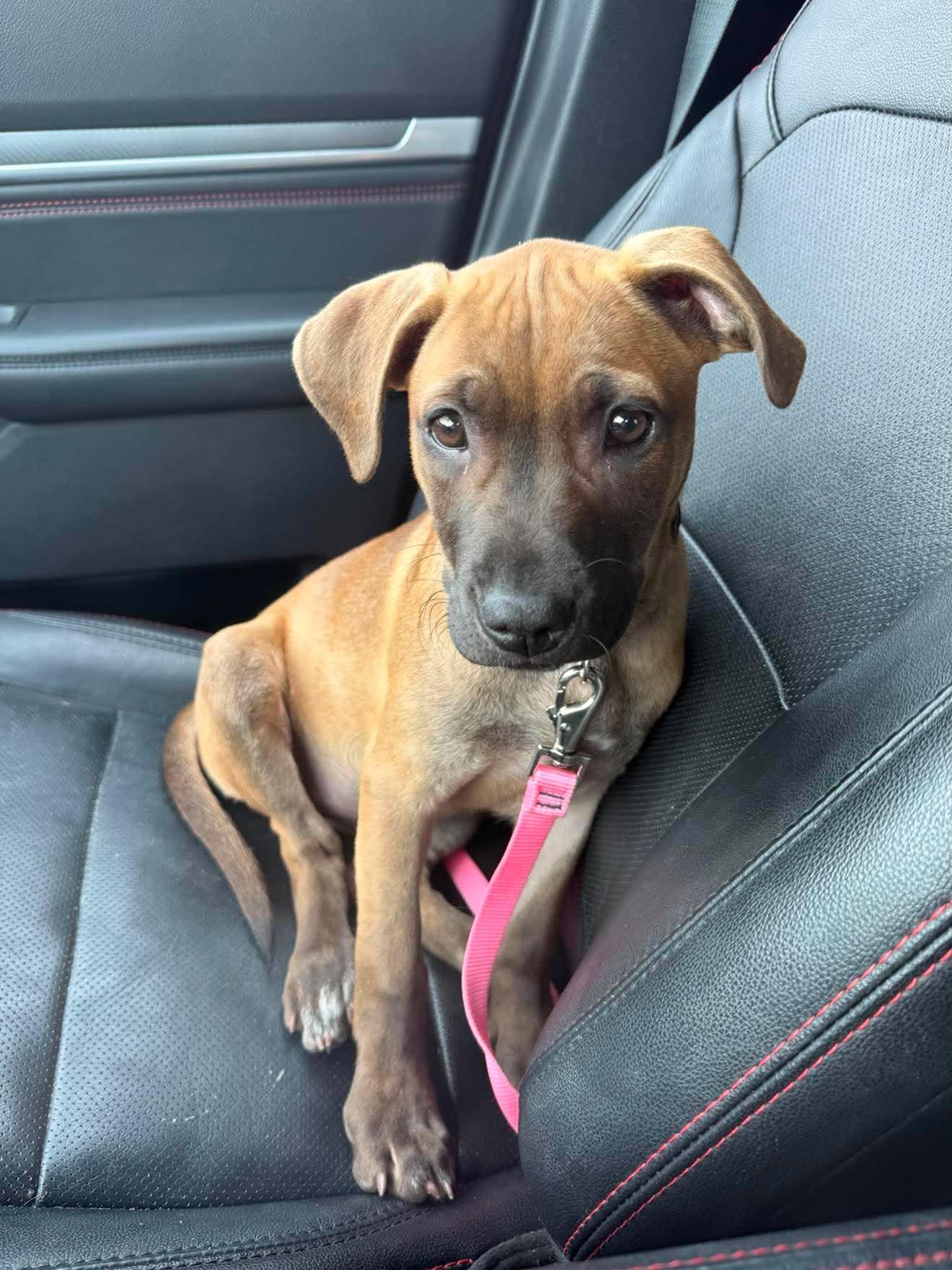 Saffron , a ADOPTABLE mixed breed in Levittown, NY image 2/5