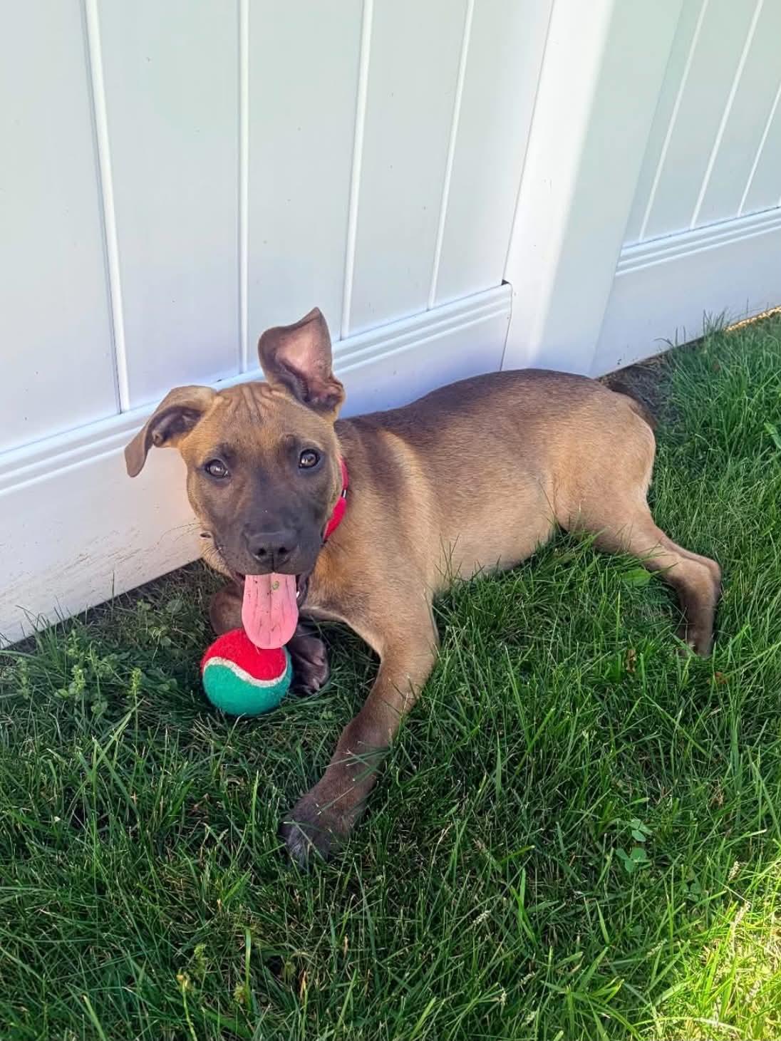 Saffron , ADOPTABLE, Puppy Female Pit Bull Terrier & Labrador Retriever.