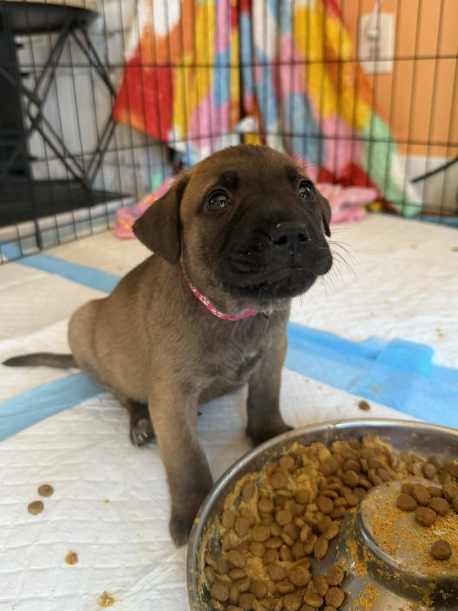 Enlarge Saffron , a ADOPTABLE mixed breed in Levittown, NY image 2/5