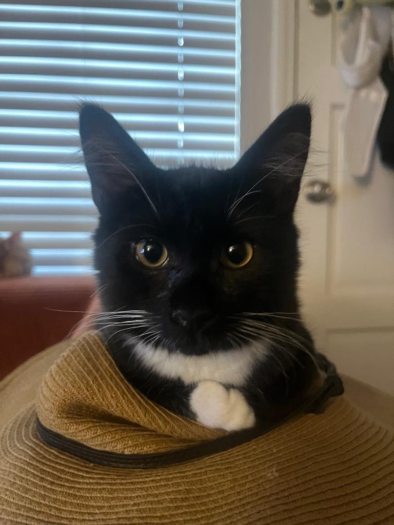 Onyx Sky26, Adoptable, Kitten Male Domestic Medium Hair.