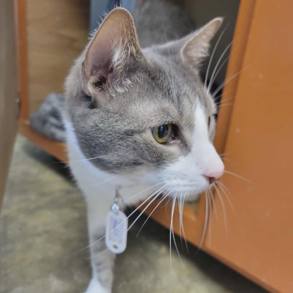 Bandit, Adoptable, Adult Male Domestic Short Hair.