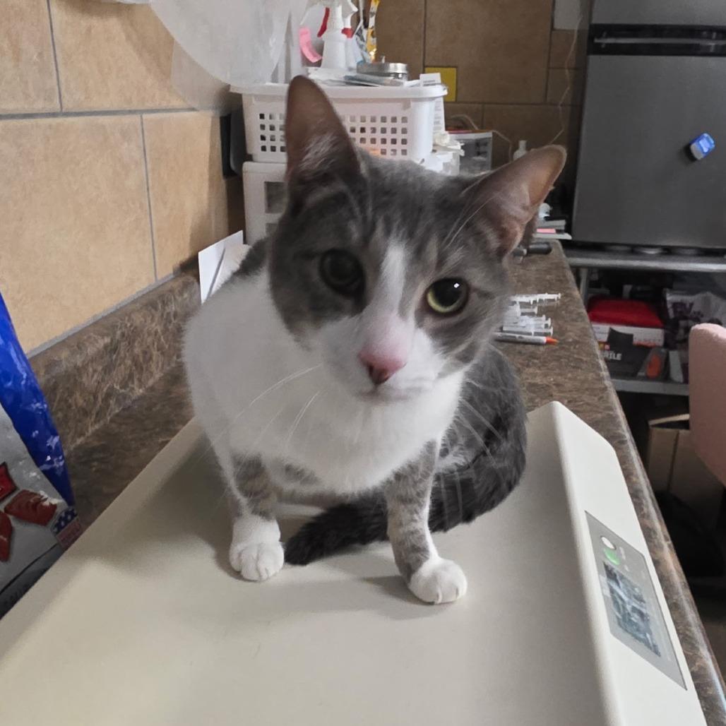 Enlarge Bandit, a Adoptable Domestic Short Hair in Eureka Springs, AR image 1/1