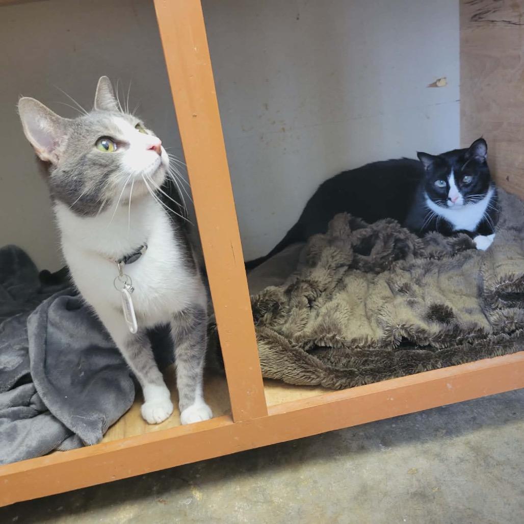 Enlarge Bandit, a Adoptable Domestic Short Hair in Eureka Springs, AR image 3/5