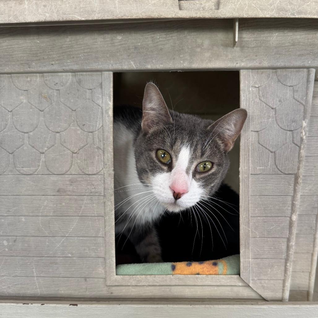 Enlarge Bandit, a Adoptable Domestic Short Hair in Eureka Springs, AR image 2/2