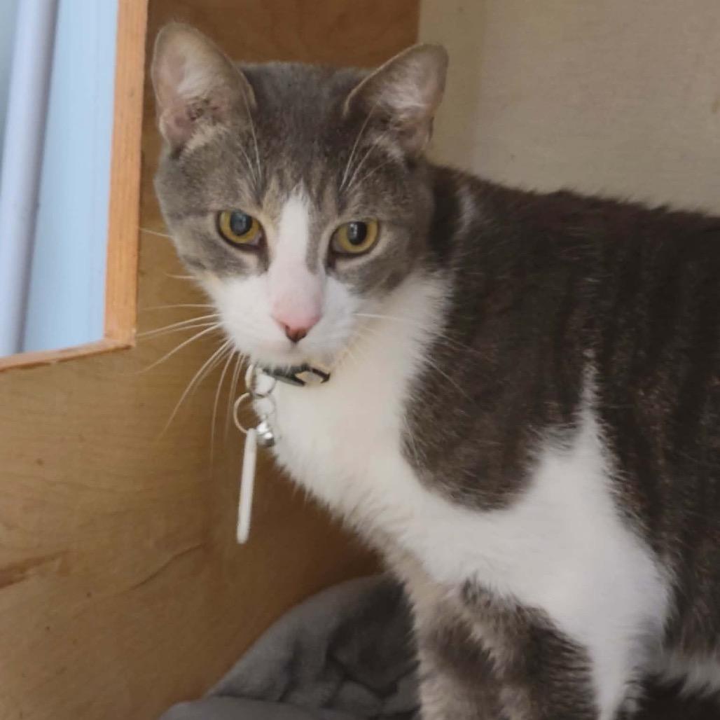 Enlarge Bandit, a Adoptable Domestic Short Hair in Eureka Springs, AR image 5/5