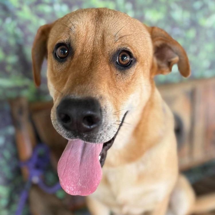 Mr. Belvedere, Adoptable, Young Male Labrador Retriever.