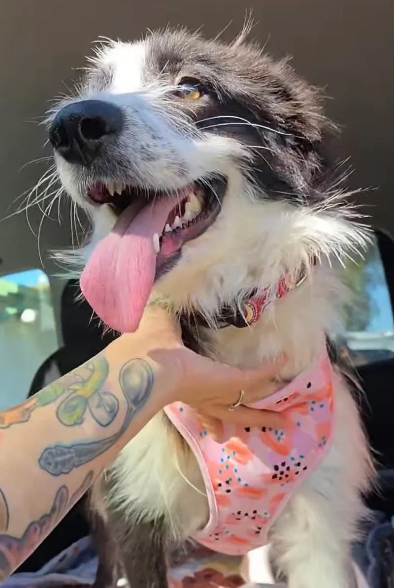 Eleven, ADOPTABLE, Puppy Female Border Collie & Great Pyrenees.