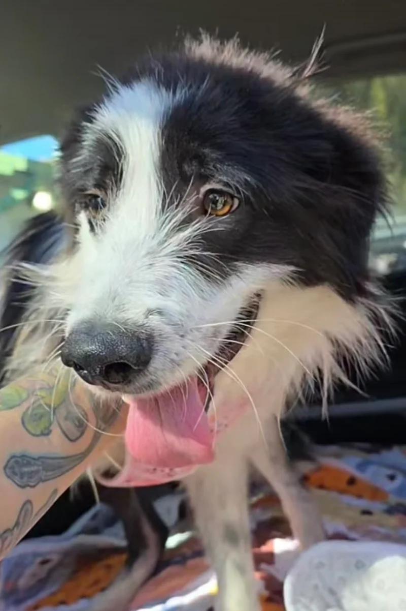 Eleven, a ADOPTABLE mixed breed in Santa Clara, CA image 2/4