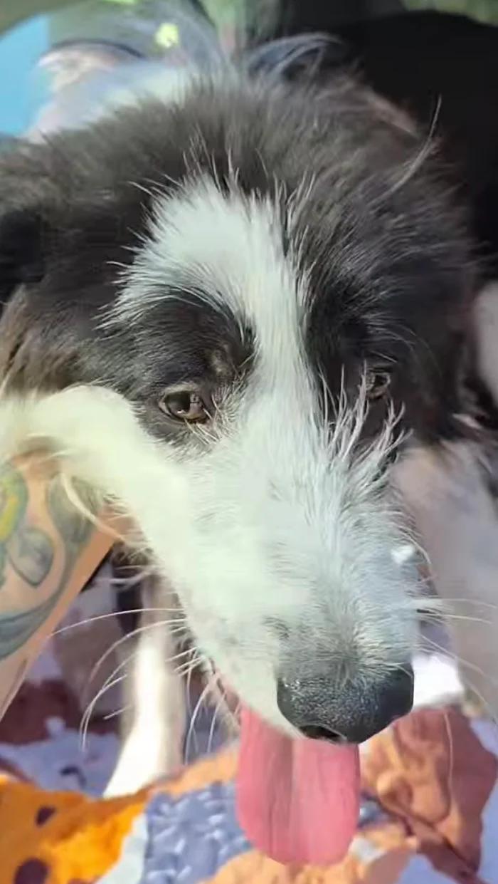 Eleven, a ADOPTABLE mixed breed in Santa Clara, CA image 3/4