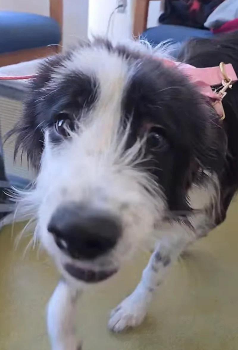 Eleven, a ADOPTABLE mixed breed in Santa Clara, CA image 4/4