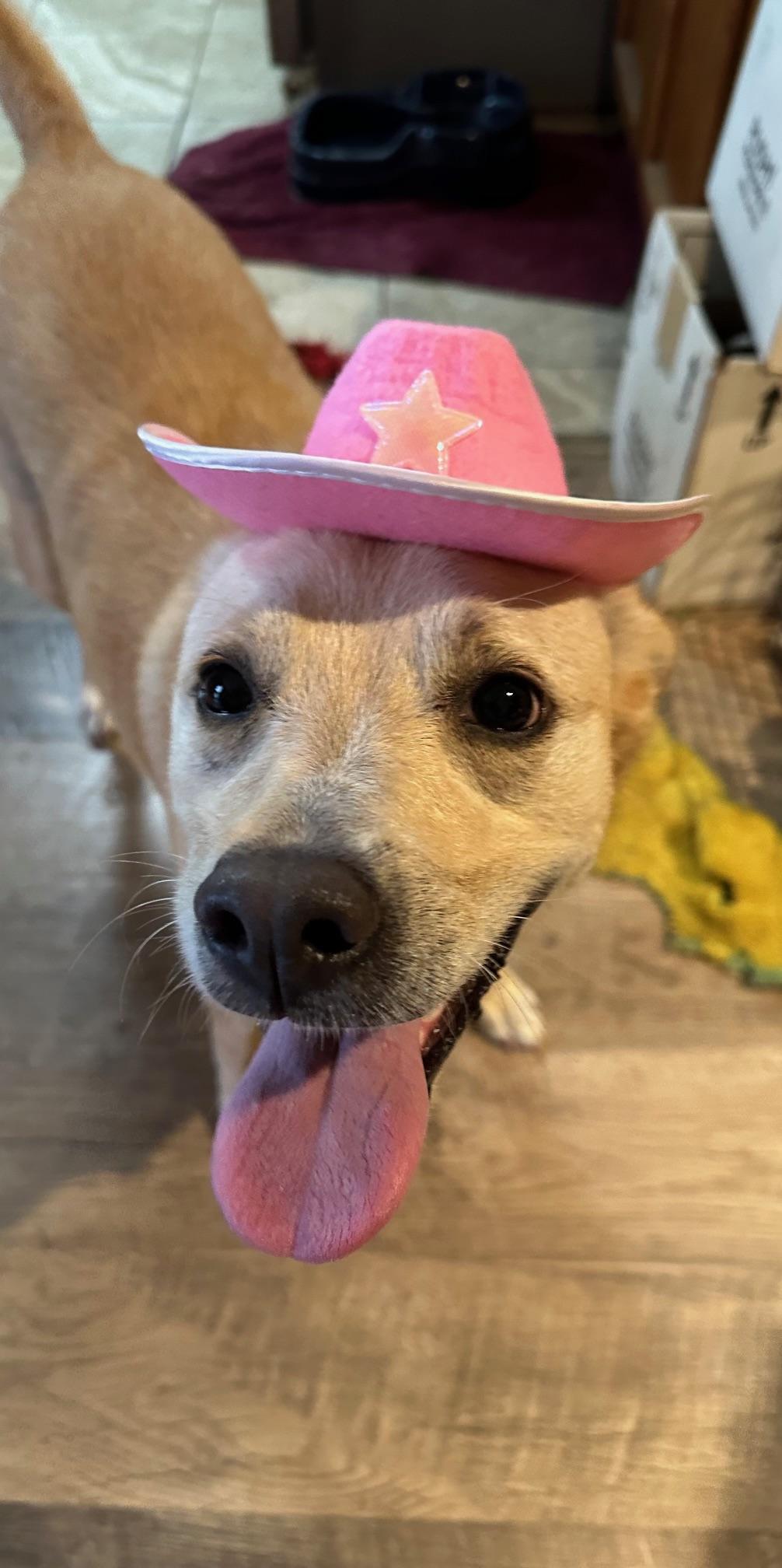 Enlarge Blondie, a Adoptable mixed breed in Bellingham, WA image 2/5