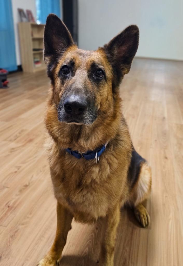 Enlarge Zyra, a Adoptable German Shepherd Dog in Vashon, WA image 1/1