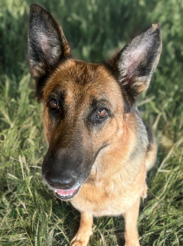 Zyra, Adoptable, Adult Female German Shepherd Dog.