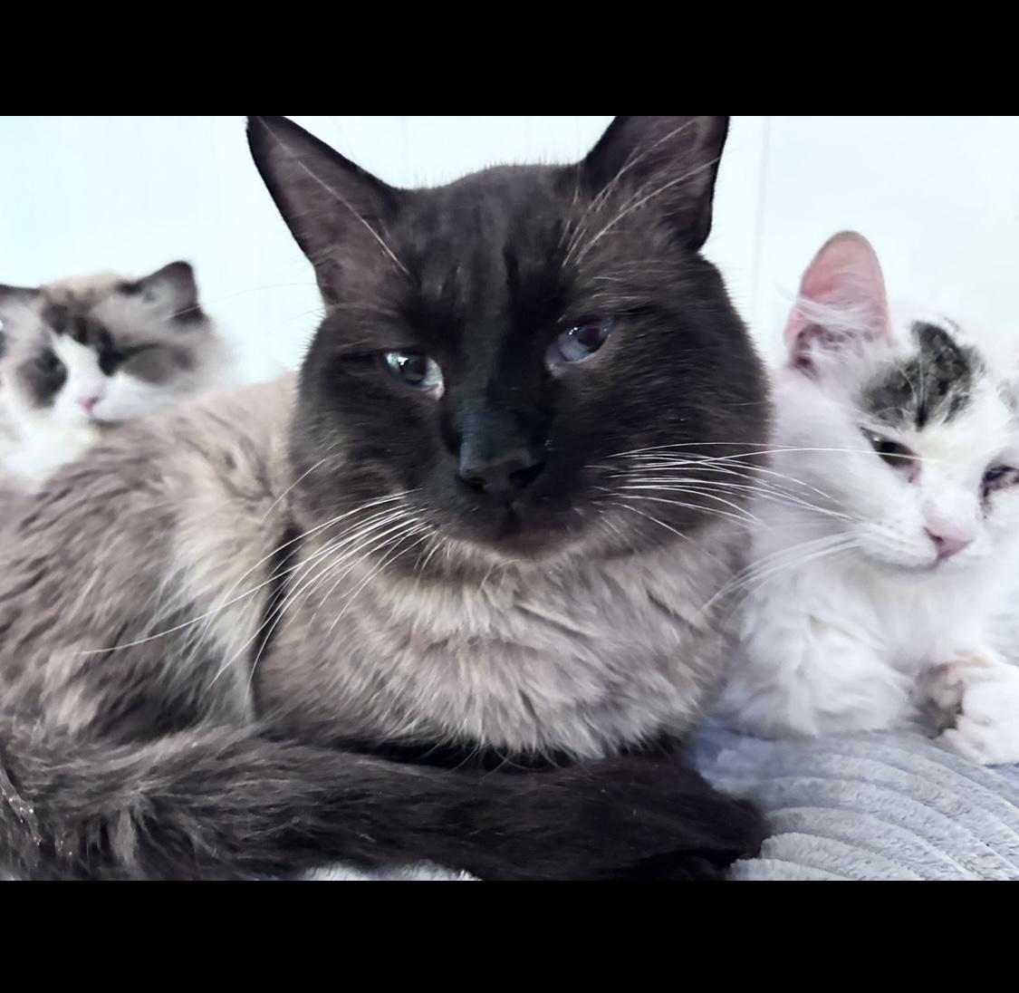 Enlarge Shahar, a ADOPTABLE Siamese in San Diego, CA image 1/2