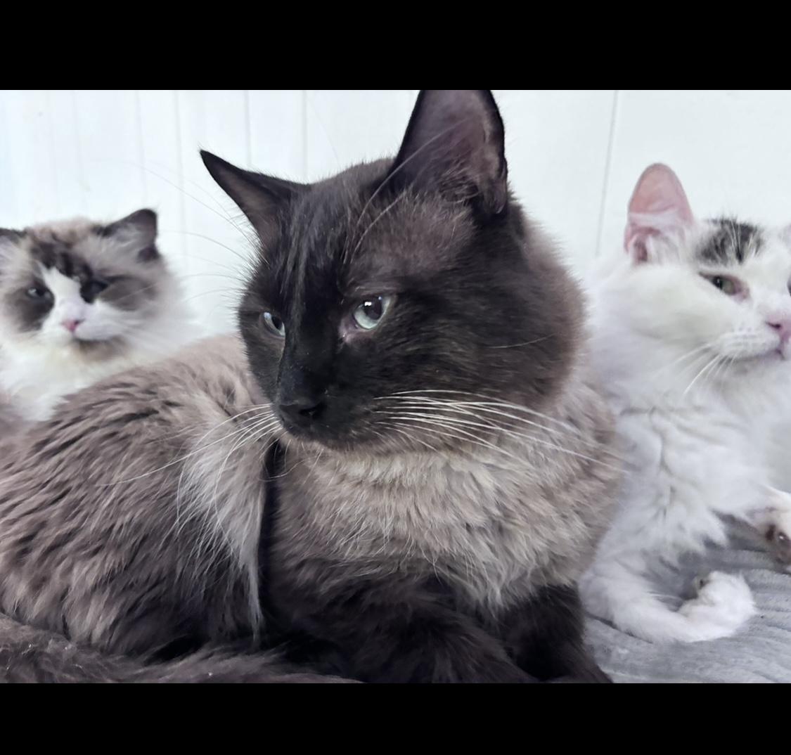 Enlarge Shahar, a ADOPTABLE Siamese in San Diego, CA image 2/2