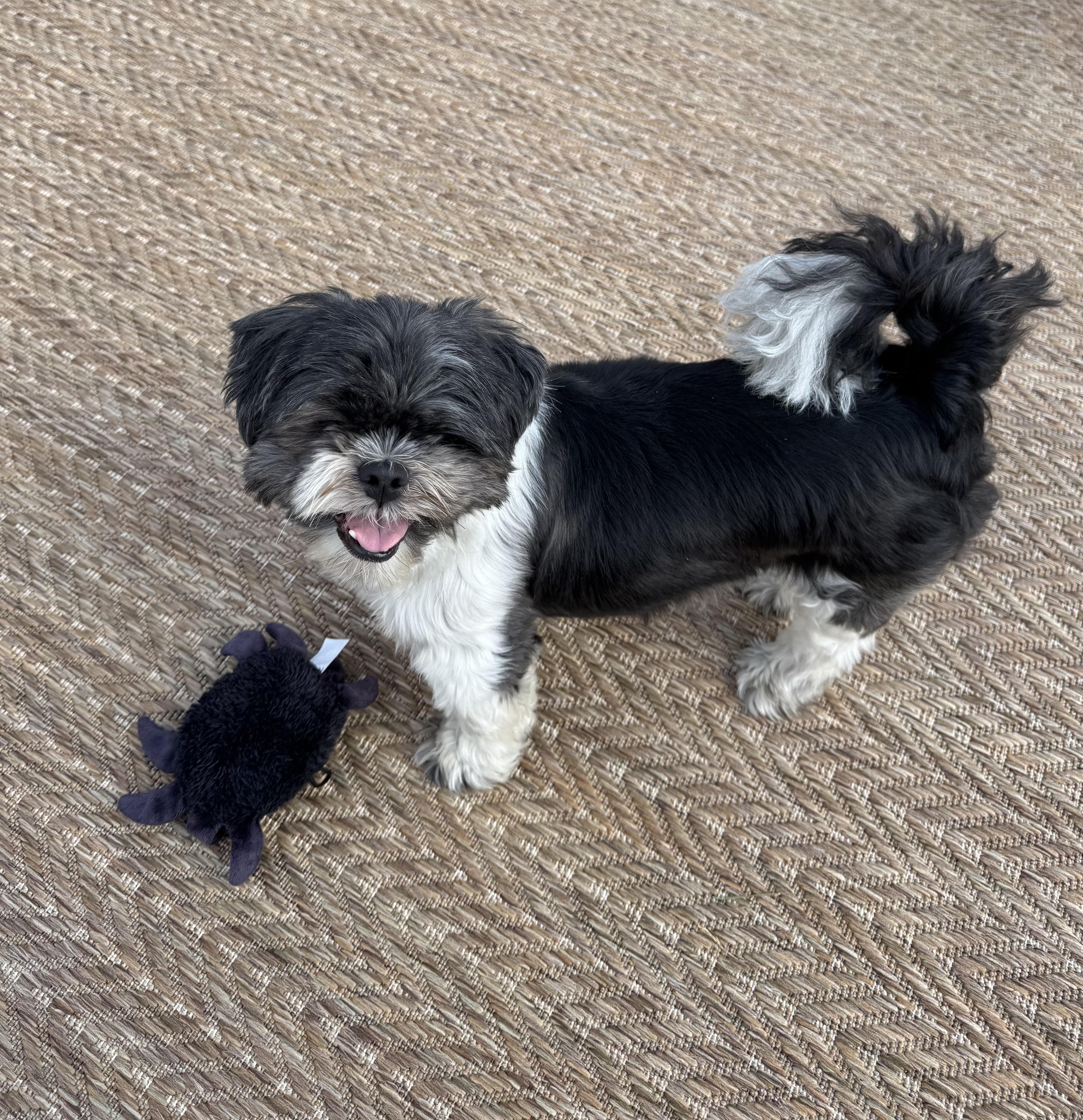 Tootsie, Adoptable, Adult Female Shih Tzu.