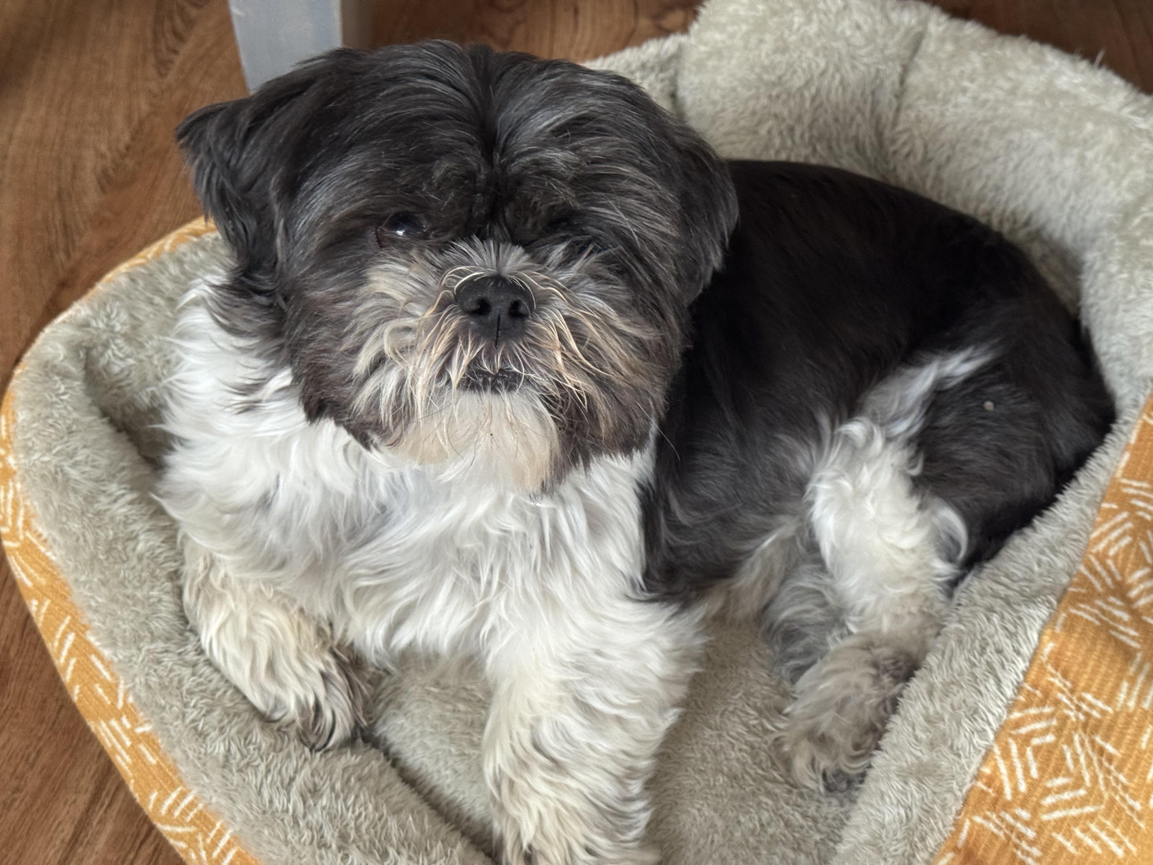 Enlarge Tootsie, a Adoptable Shih Tzu in Maumee, OH image 2/5