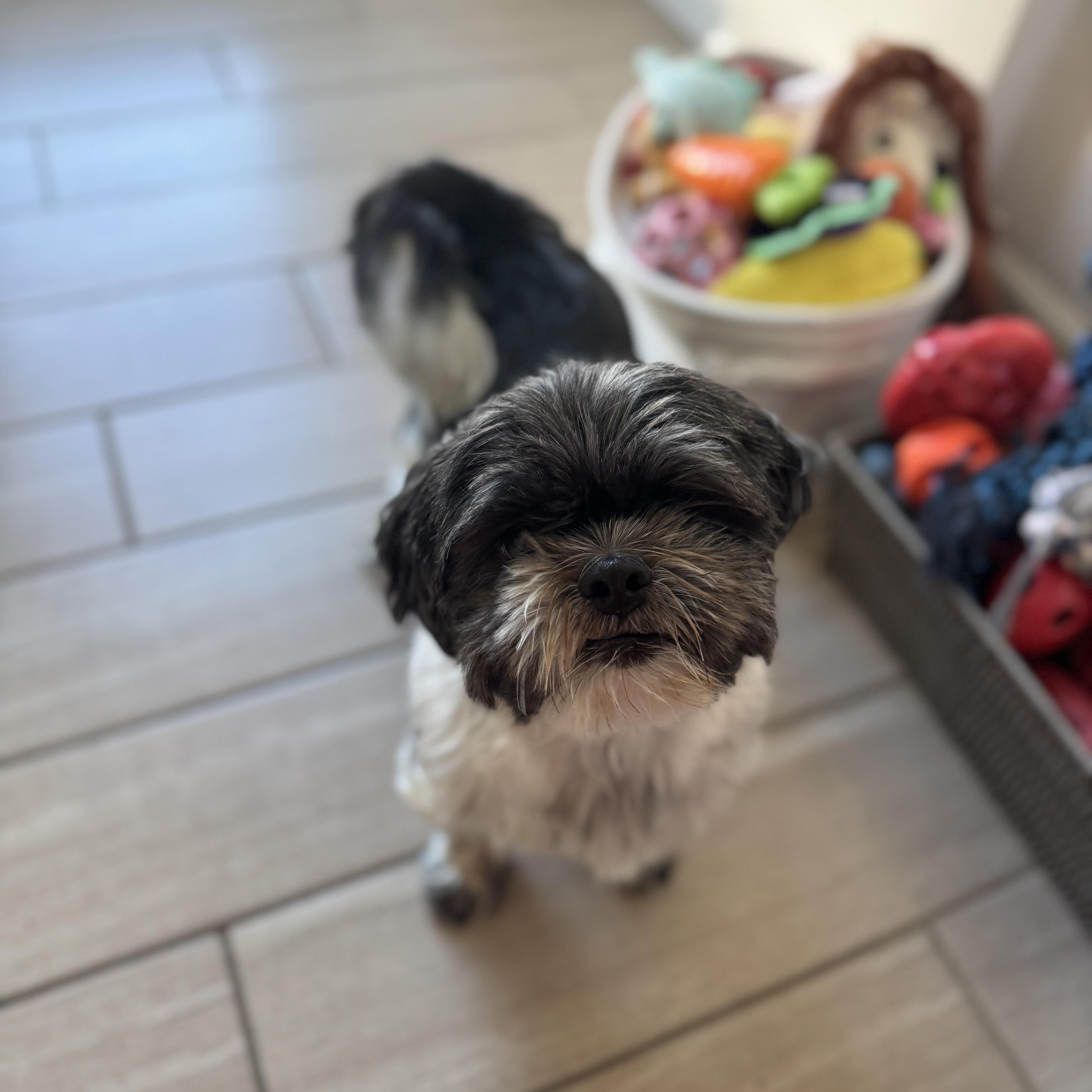 Enlarge Tootsie, a Adoptable Shih Tzu in Maumee, OH image 3/5