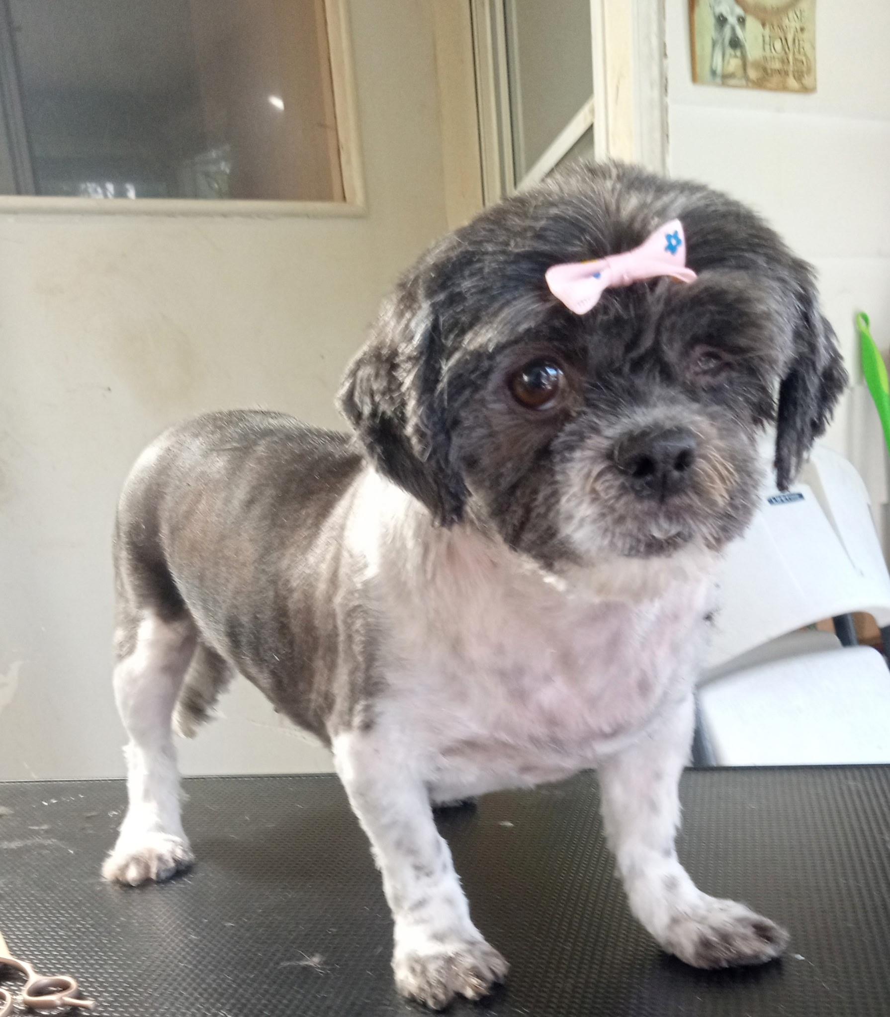 Tootsie, Adult Female unknown