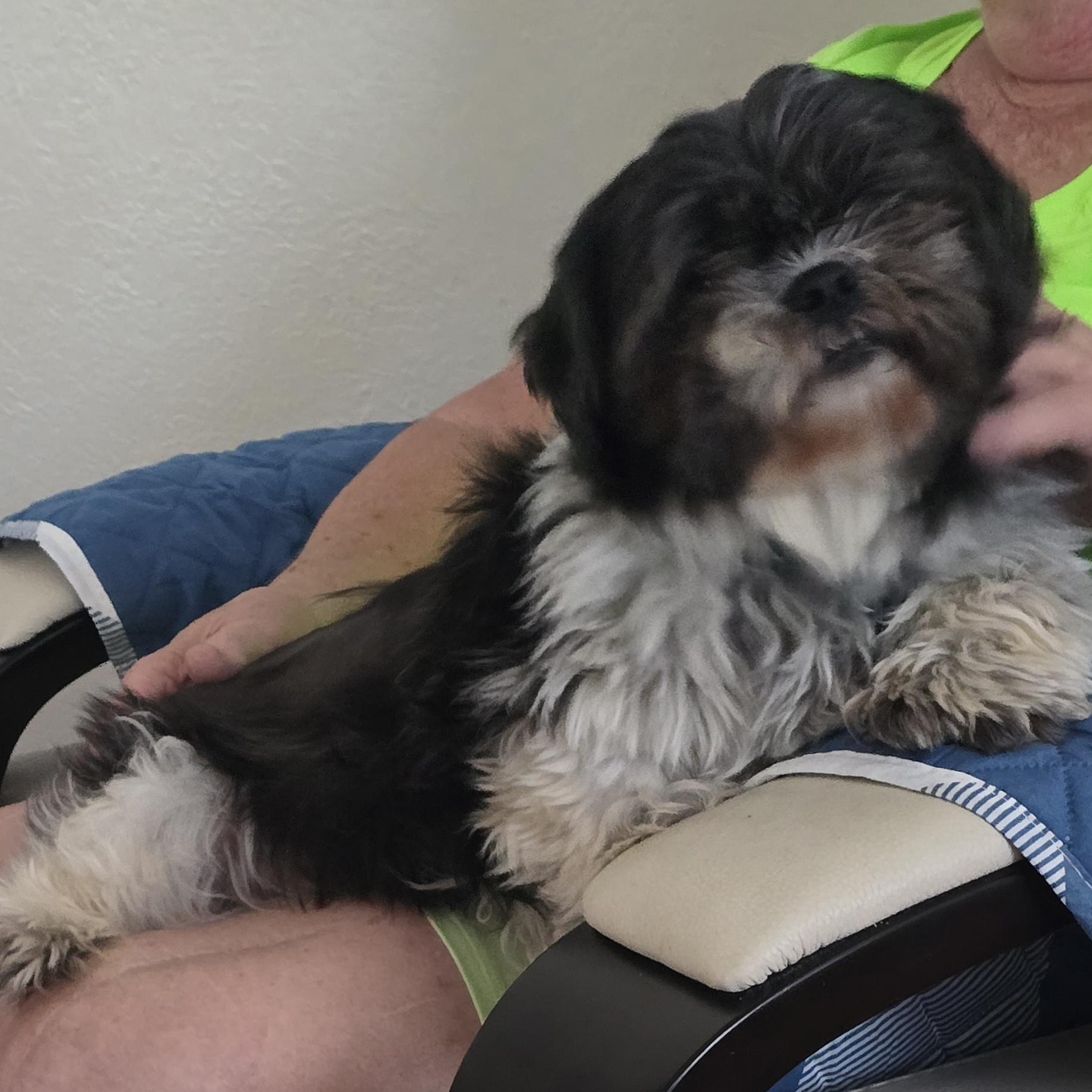 Enlarge Tootsie, a Adoptable Shih Tzu in Maumee, OH image 5/5