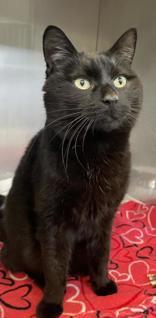 Momo, Adult Male Domestic Short Hair