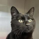 Momo, an adoptable Domestic Short Hair in Boyne City, MI, 49712 | Photo Image 2