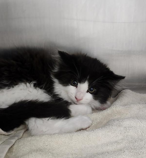 Enlarge Sparky, a Adoptable mixed breed in Silverdale, WA image 1/2