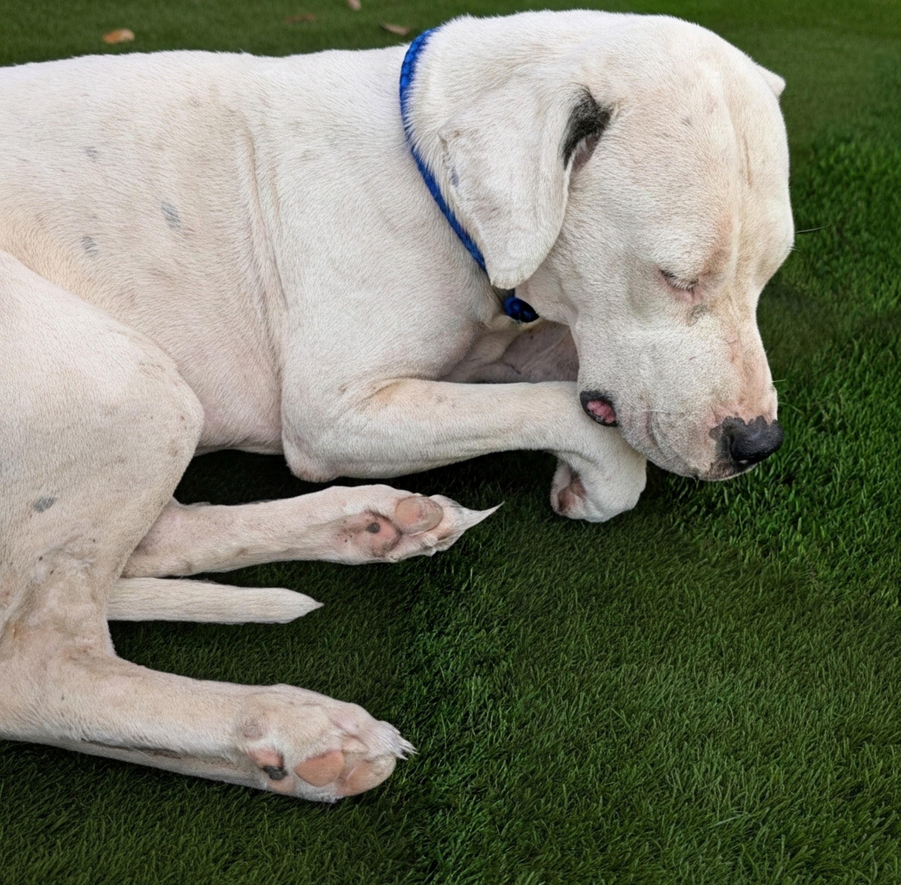Enlarge Pebbles SP, a Adoptable mixed breed in Farmington Hills, MI image 6/6