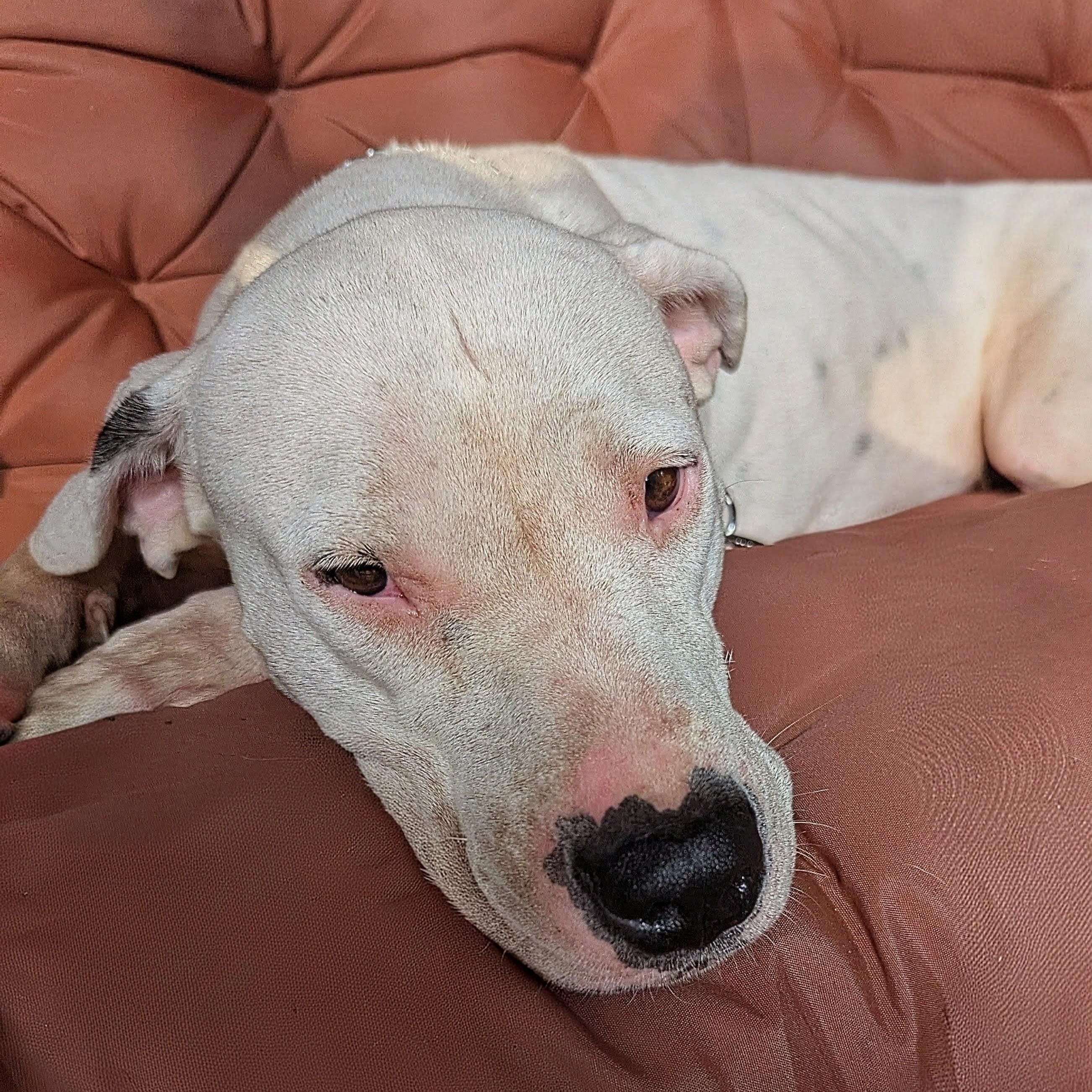 Enlarge Pebbles SP, a Adoptable mixed breed in Farmington Hills, MI image 5/6