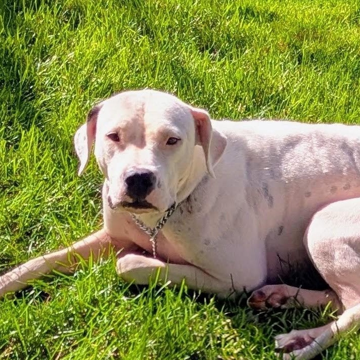 Enlarge Pebbles SP, a Adoptable mixed breed in Farmington Hills, MI image 2/6