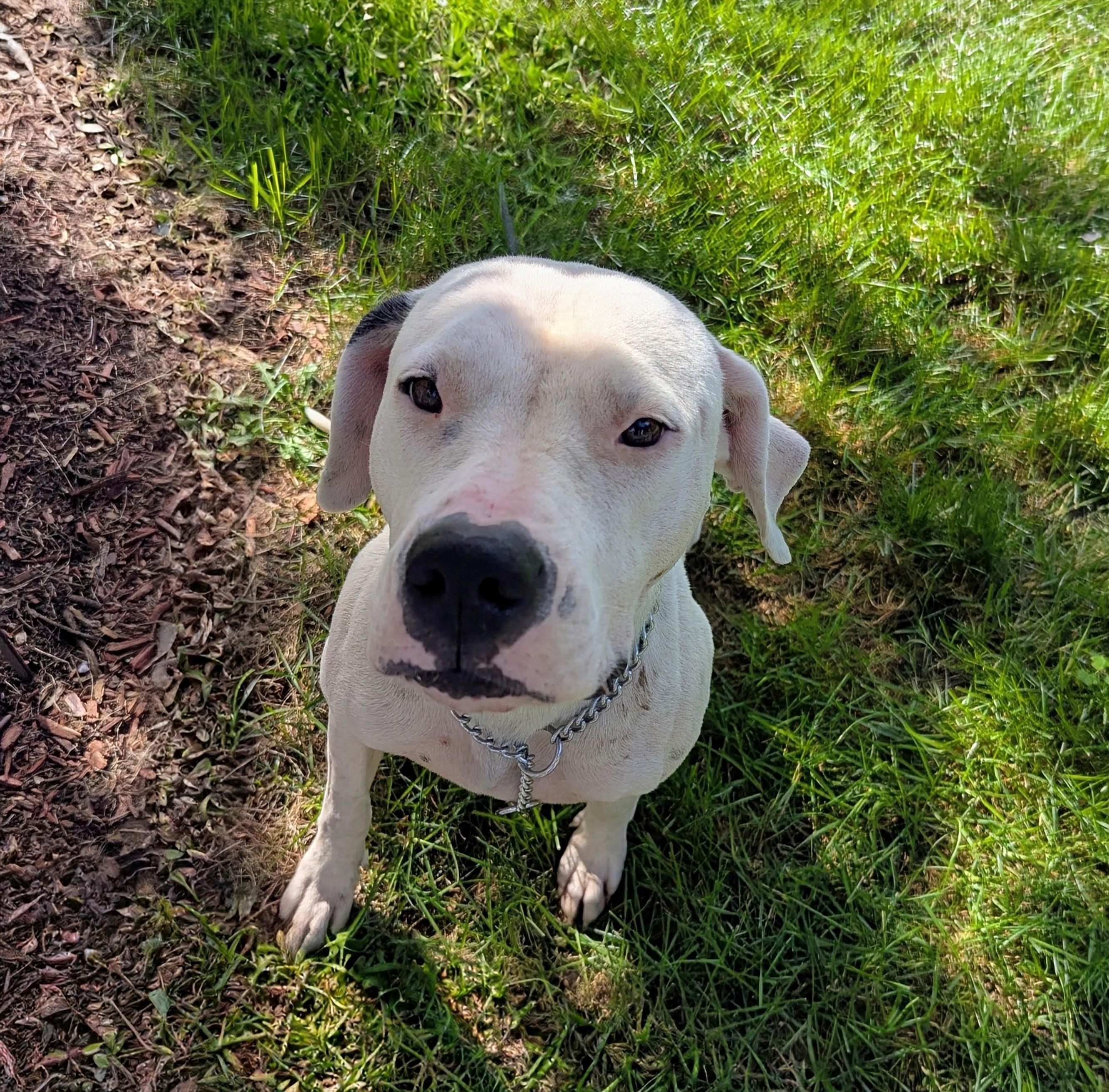 Enlarge Pebbles SP, a Adoptable mixed breed in Farmington Hills, MI image 4/6