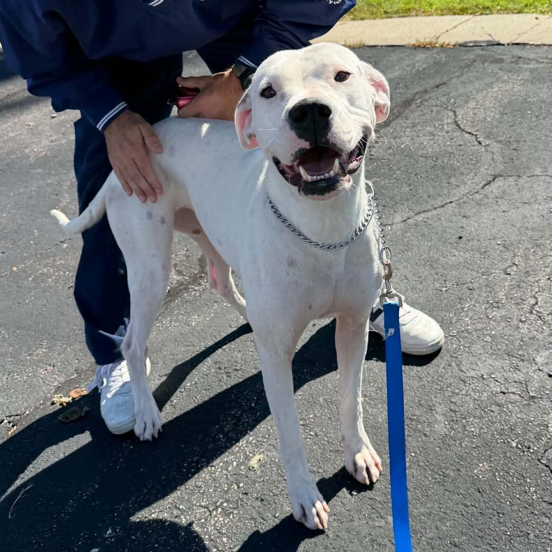 Enlarge Pebbles SP, a Adoptable mixed breed in Farmington Hills, MI image 1/6