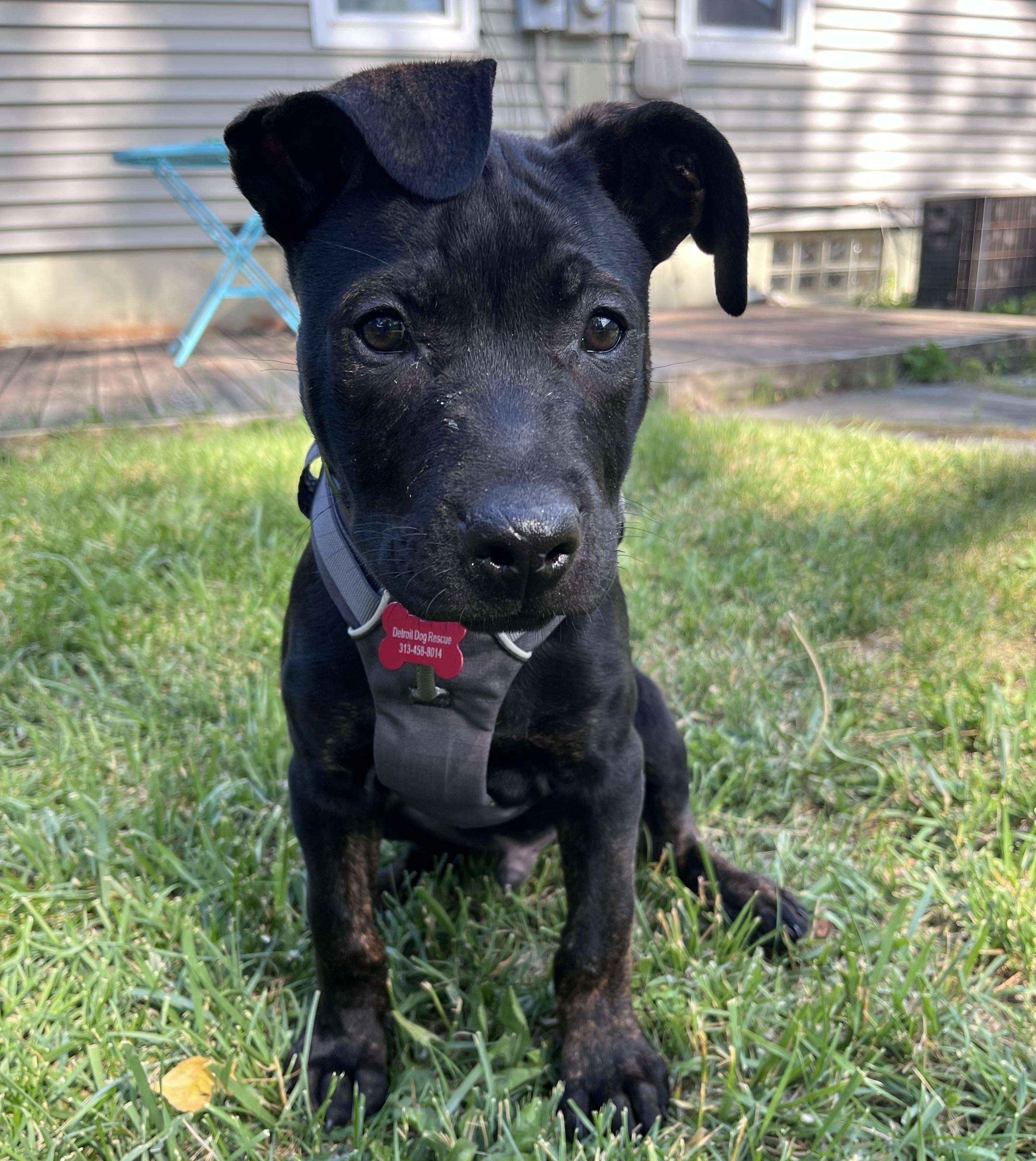 Enlarge Michael, an adopted Mixed Breed in Detroit, MI image 1/3