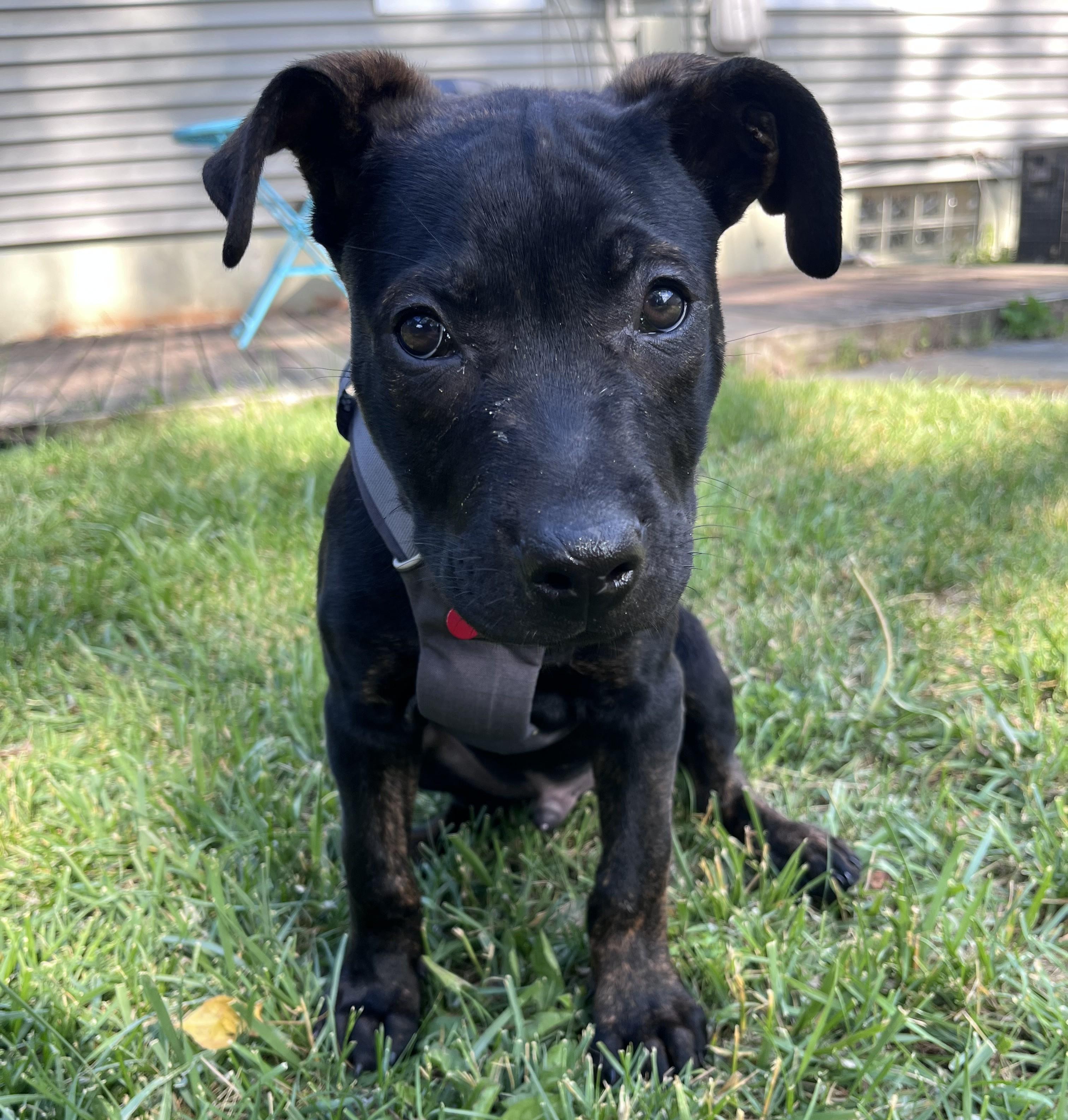 Enlarge Michael, an adopted Mixed Breed in Detroit, MI image 3/3