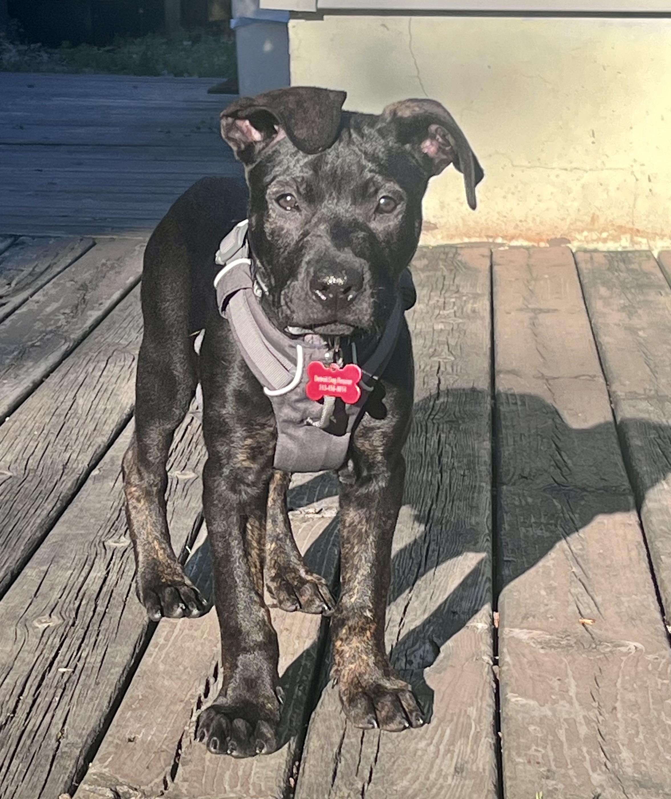 Enlarge Michael, an adopted Mixed Breed in Detroit, MI image 2/3