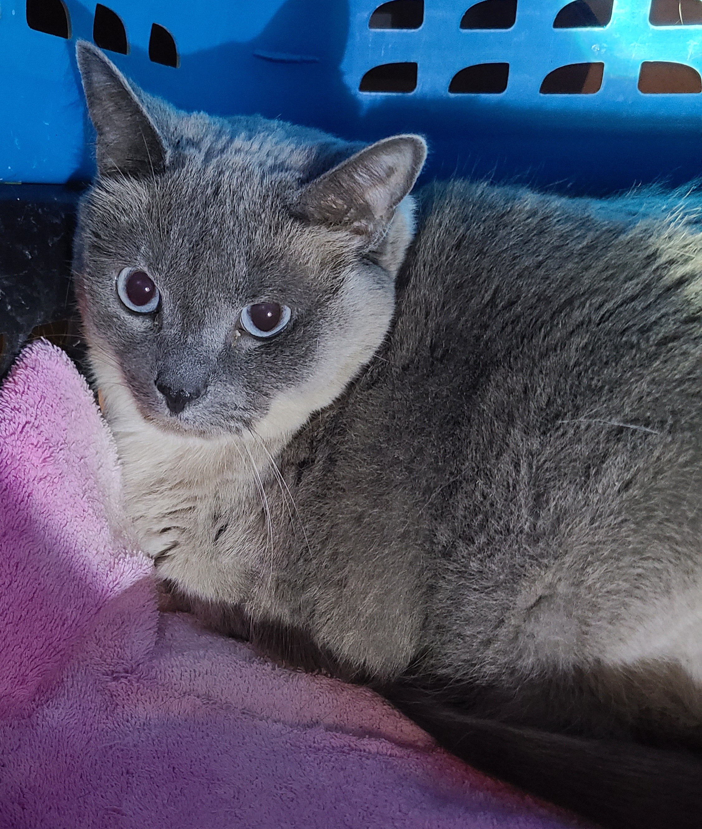 Attla and Java, Adult Female Siamese