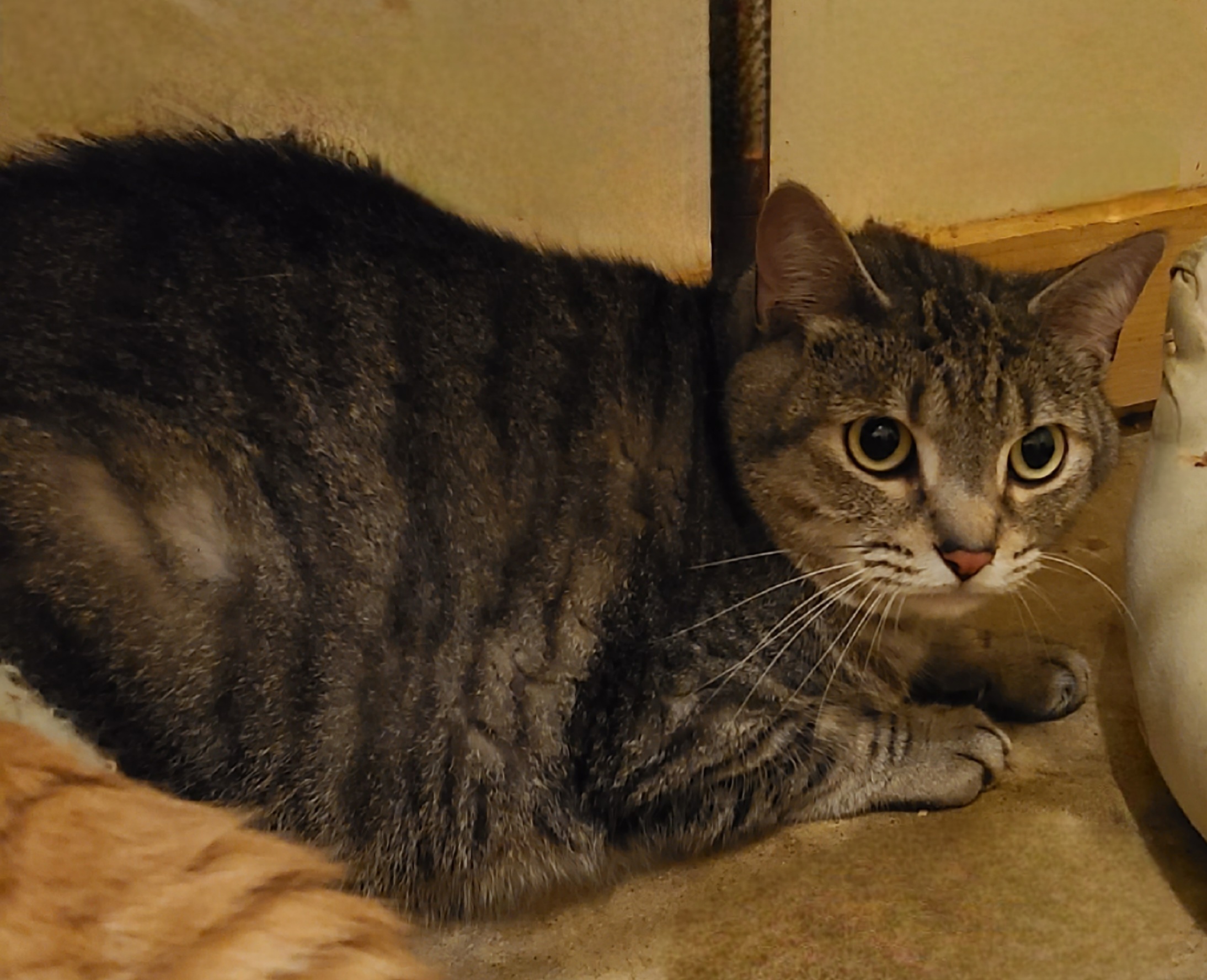 Attla and Java photo 2