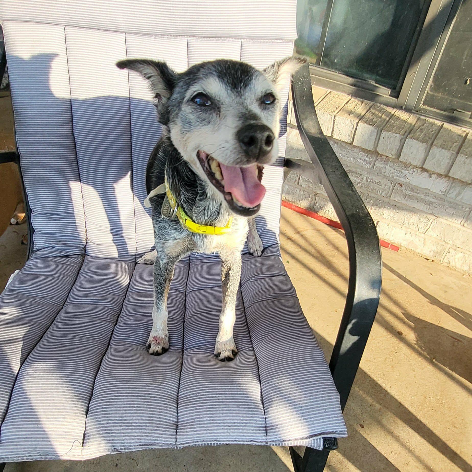 Enlarge Abuelita, a Adoptable mixed breed in Oklahoma City, OK image 1/4
