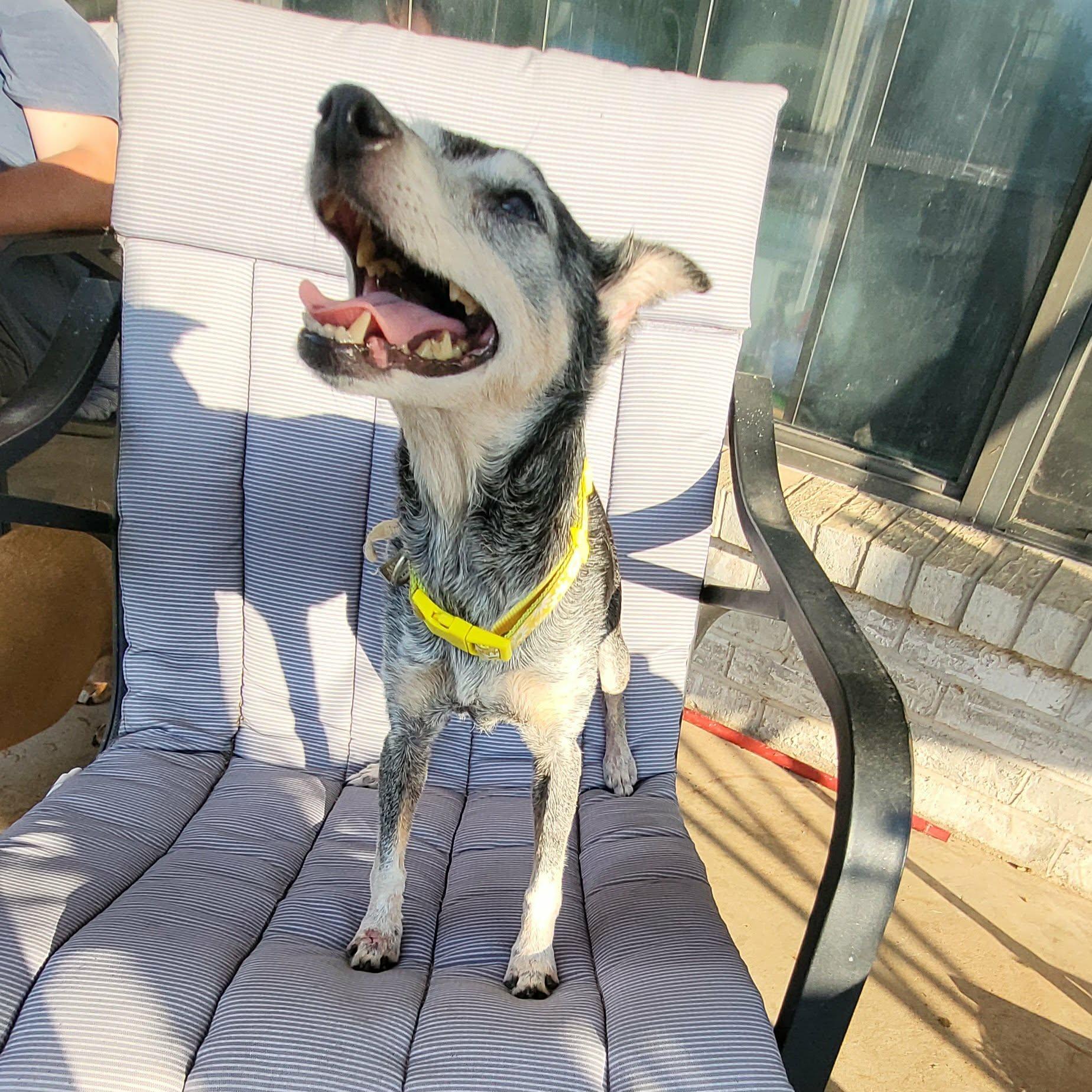 Enlarge Abuelita, a Adoptable mixed breed in Oklahoma City, OK image 3/4