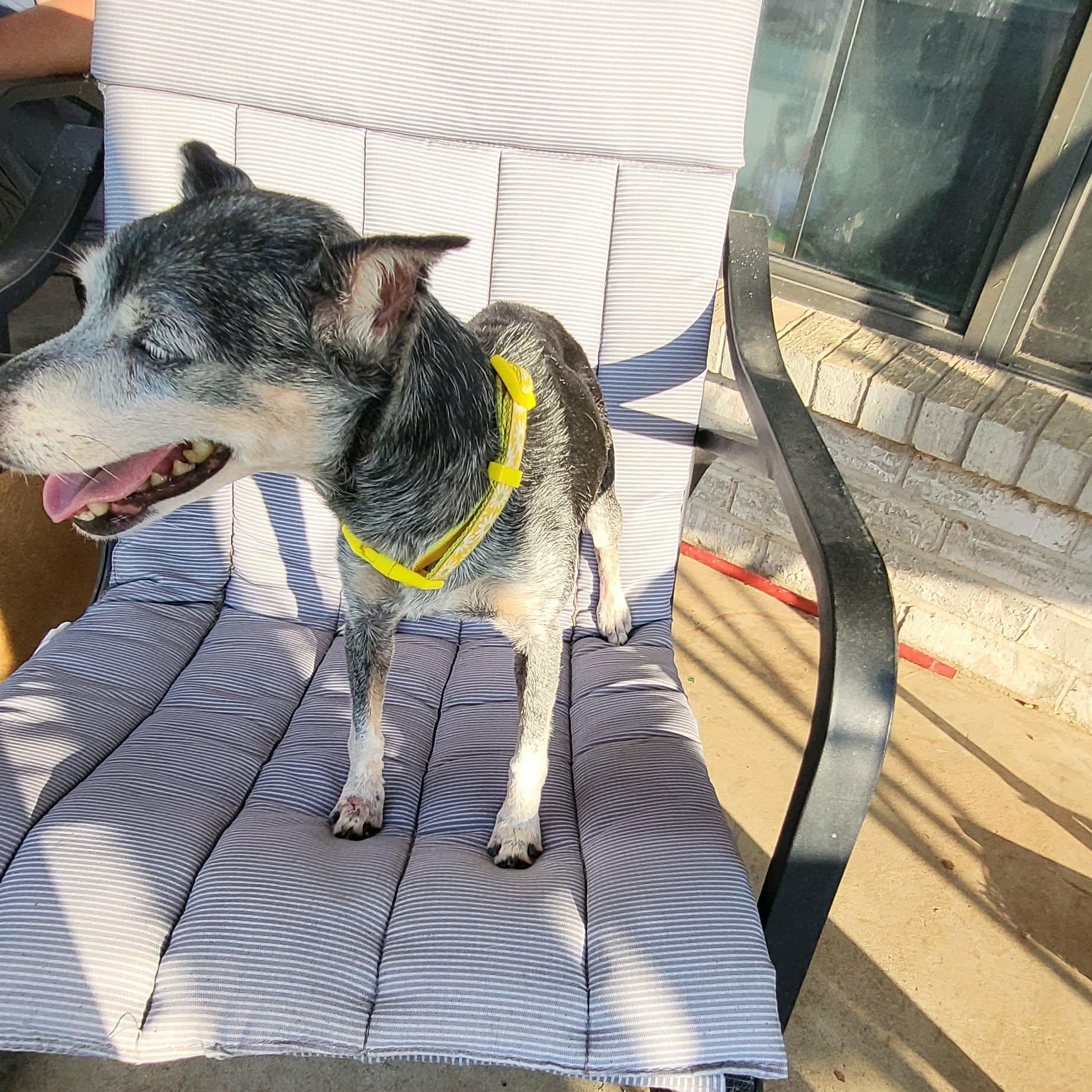 Enlarge Abuelita, a Adoptable mixed breed in Oklahoma City, OK image 4/4
